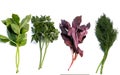 Four types of greens for salads on a white background