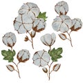 Four unique branches of cotton plant painted in watercolor