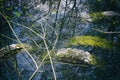 Four used tires illegally flooded in a forest pond