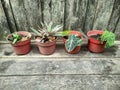 four variations of plants in red pots with wooden floor and wall background Royalty Free Stock Photo