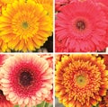 Four varieties of flowers gerbera collage Royalty Free Stock Photo