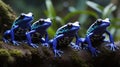 Four Vibrant Blue Poison Dart Frogs Resting on a Mossy Branch in the Rainforest Royalty Free Stock Photo