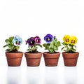 Colorful Pansy Arrangement: Vibrant Pots On White Background Royalty Free Stock Photo