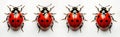 Four vibrant red ladybugs with black spots shown against white background. Close up macro view. Bugs in profile view. Image