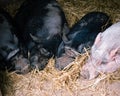 Four Potbellied Pigs Sleeping Snout to Snout Royalty Free Stock Photo