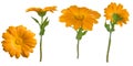 Four views of a yellow marigold