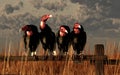 Four Vultures
