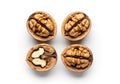 Four walnuts in their shells displayed on a white background Royalty Free Stock Photo