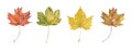 Four watercolor autumn maple leaves. Set of yellow, orange, red and green leaves. Royalty Free Stock Photo