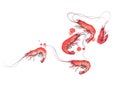 Four watercolor red shrimps on white background illustration