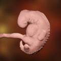 Four week embryo, late part of the fourth week on pregnancy