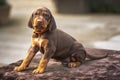 Four week old Sprizsla puppy - bronw and tan colour Vizsla with orange collar