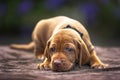 Four week old Sprizsla puppy - tan colour Vizsla - laying down all cute wearing a black collar