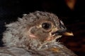 Four weeks old chicken male, from the Hedemora breed in Sweden. Royalty Free Stock Photo