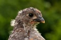 Four weeks old chicken male, from the Hedemora breed in Sweden. Royalty Free Stock Photo