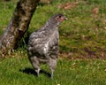 Four weeks old chicken male, from the Hedemora breed in Sweden. Royalty Free Stock Photo