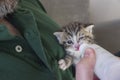 Four weeks old Kitten drinking out of the bottle Royalty Free Stock Photo