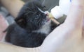 Four weeks old Kitten drinking out of the bottle Royalty Free Stock Photo