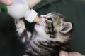 Four weeks old Kitten drinking out of the bottle Royalty Free Stock Photo