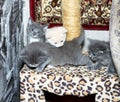 Four 5 weeks old kittens play on a scratching post Royalty Free Stock Photo