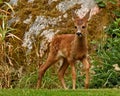 Four weeks young wild Roe deer, Capreolus capreolus