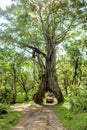 Four-wheel-drive driving through fig tree, Ficus tree with hole for car Royalty Free Stock Photo