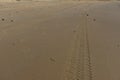 Four wheel drive tracks on wet sand Royalty Free Stock Photo