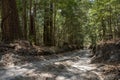 Four Wheel Driving tracks on Great Sandy National Park, Fraser Island Sand Rainforest , Queensland Australia. Royalty Free Stock Photo