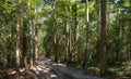 Four Wheel Driving tracks on Great Sandy National Park, Fraser Island Sand Rainforest , Queensland Australia. Royalty Free Stock Photo