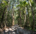 Four Wheel Driving tracks on Great Sandy National Park, Fraser Island Sand Rainforest , Queensland Australia. Royalty Free Stock Photo