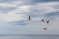 Four Whimbrels shore birds in flight in seascape