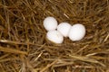 Four white chicken eggs lie on straw in the nest. They were recently torn down by chickens Royalty Free Stock Photo