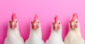 Four chickens posing on a bright pink background in a cheerful and playful manner Royalty Free Stock Photo