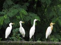 Four white colour pond heron standing in a row Royalty Free Stock Photo