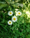 Four white Daisies with leaves