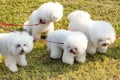 Four white dogs Bichon Frise