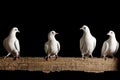 Four white dove sitting on the chalkboard isolated black