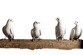 Four white dove sitting on the chalkboard isolated