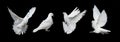 Four white doves Royalty Free Stock Photo