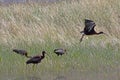 Four White-faced Ibis Birds Grazing Near Pond Royalty Free Stock Photo