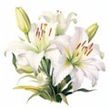 Hyperrealistic White Lily Watercolor Painting On White Background