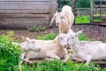 Four white goats in the paddock at the farm. Farming, animal husbandry, rural life concept