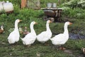 Four white goose go in a row Royalty Free Stock Photo