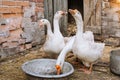 White geese drink water from a bowl. Farming.
