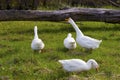 Four white gooses Royalty Free Stock Photo