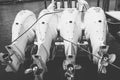 Four white, 425hp outboard motors, tilted out of the water Royalty Free Stock Photo