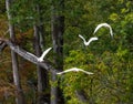 Four white ibis birds flying in Atchafalaya basin Royalty Free Stock Photo