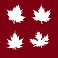 Four white maple leaves