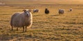 Horned Sheep Grazing in Field at Sunset Royalty Free Stock Photo