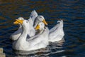 Four white pekin ducks also know as Aylesbury or Long Island ducks huddled together swimming on a cold winter`s day Royalty Free Stock Photo